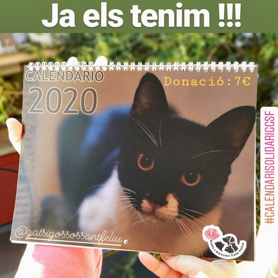 Calendari Gats i Gossos 2019
